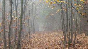 Превью обои лес, туман, деревья, осень