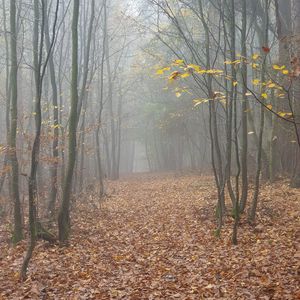 Превью обои лес, туман, деревья, осень