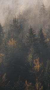 Превью обои лес, туман, деревья, сосны, вид сверху