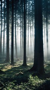 Превью обои лес, туман, деревья, утро, природа
