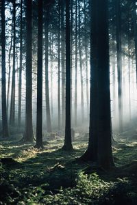 Превью обои лес, туман, деревья, утро, природа