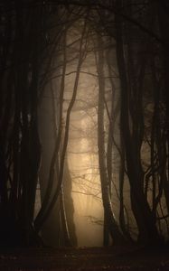 Превью обои лес, туман, деревья, сумерки, мрак