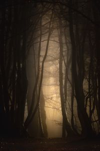Превью обои лес, туман, деревья, сумерки, мрак