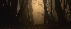 Превью обои лес, туман, деревья, сумерки, мрак