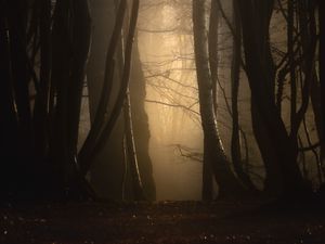 Превью обои лес, туман, деревья, сумерки, мрак