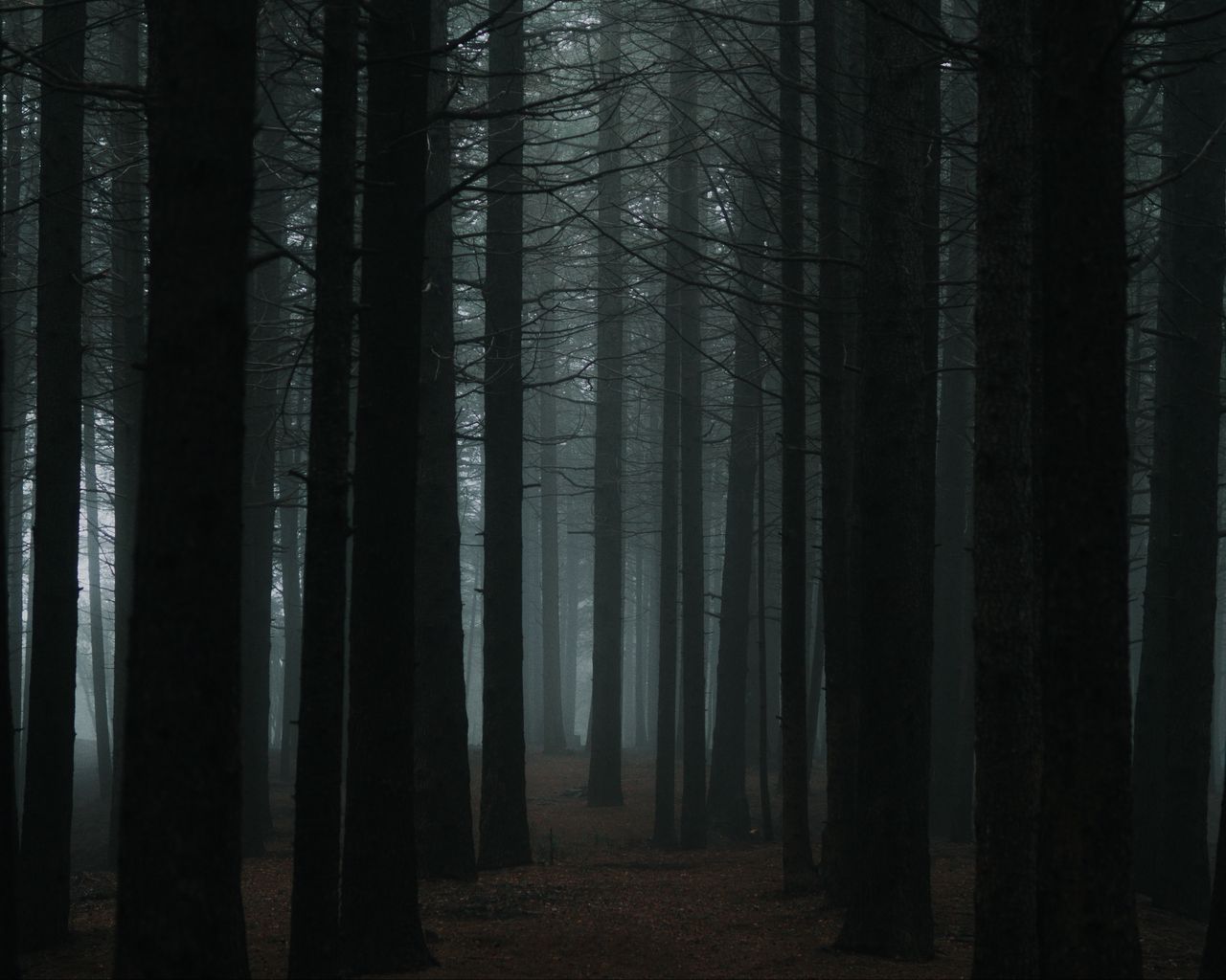 Темно насколько. Лес Сумерки. Темный лес в тумане. Сумрак леса. Жуткий лес туман.