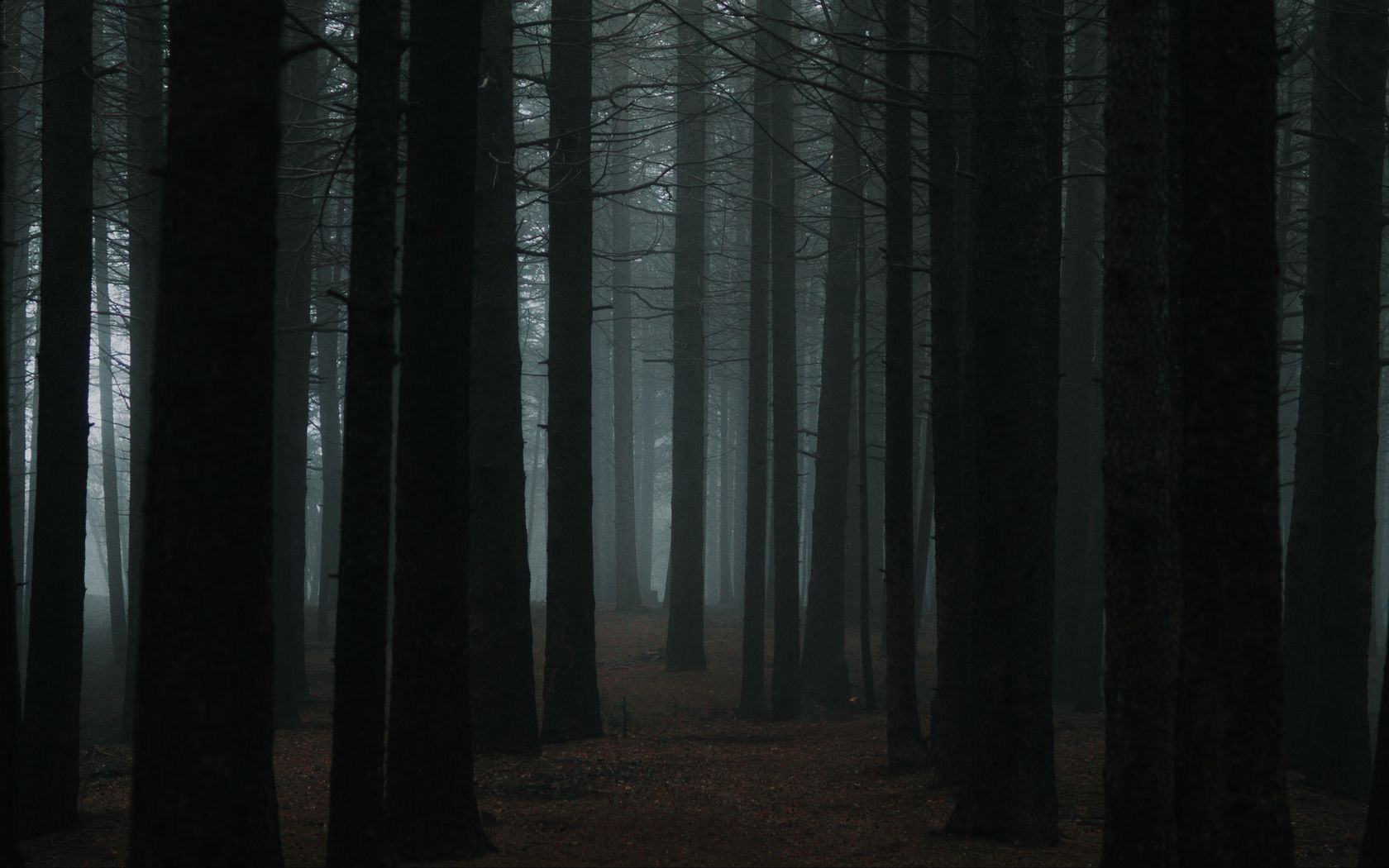 Сумрак лес 2012