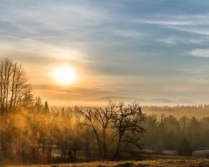 Превью обои лес, туман, деревья, восход