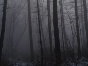 Превью обои лес, туман, деревья, стволы, темный