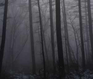 Превью обои лес, туман, деревья, стволы, темный