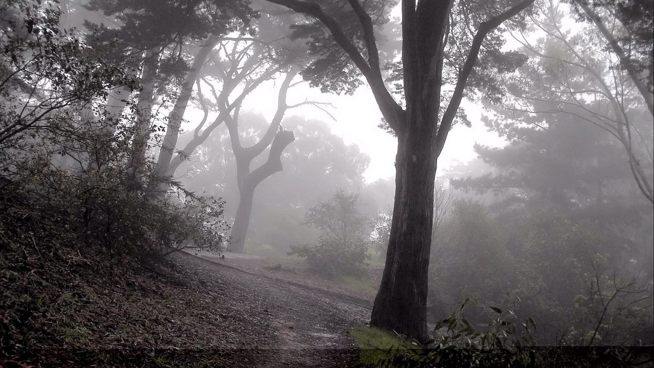Обои лес, туман, деревья, спуск, склон, таинственный, мрачные