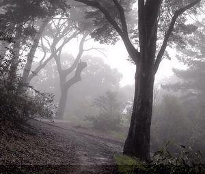 Превью обои лес, туман, деревья, спуск, склон, таинственный, мрачные