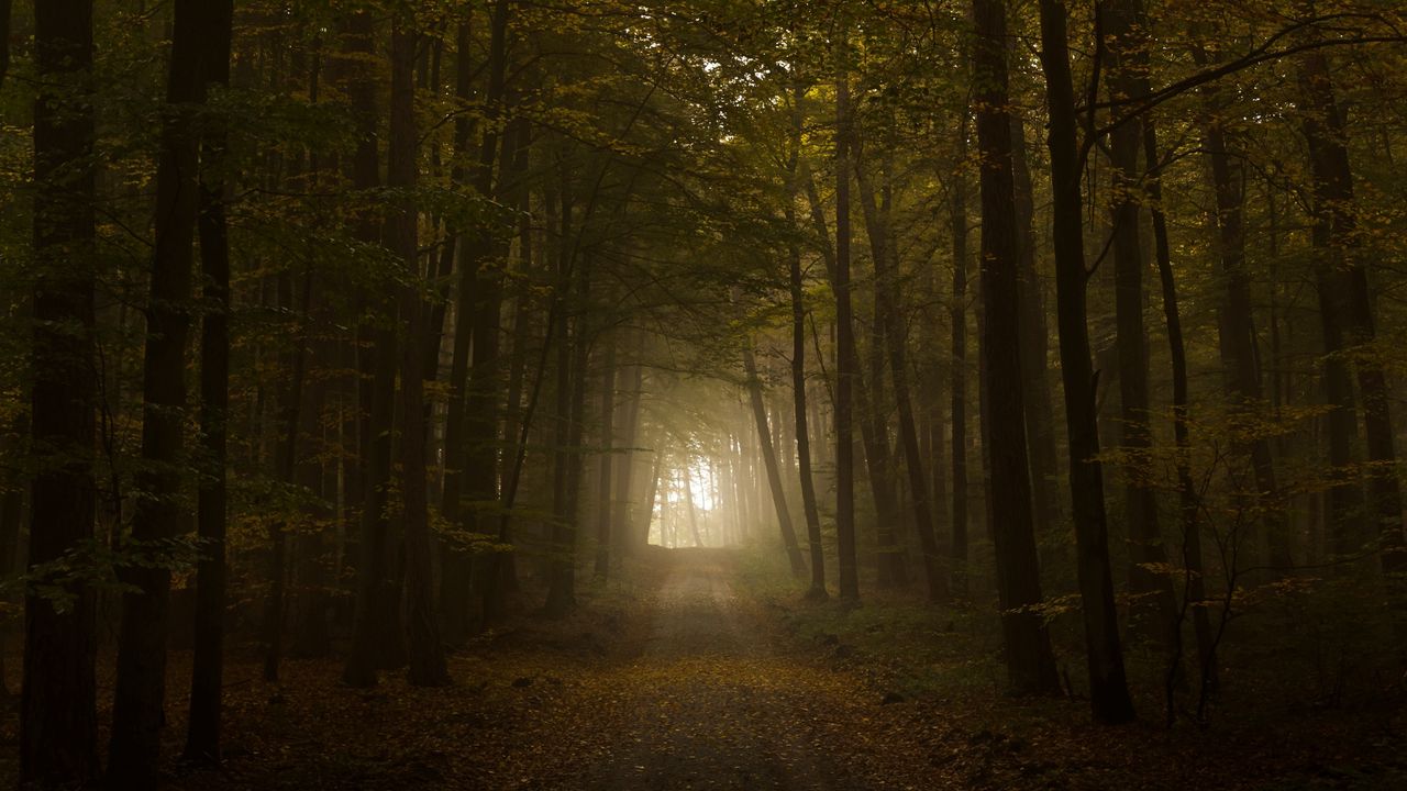 Обои лес, туман, деревья, дорога, осень, свет