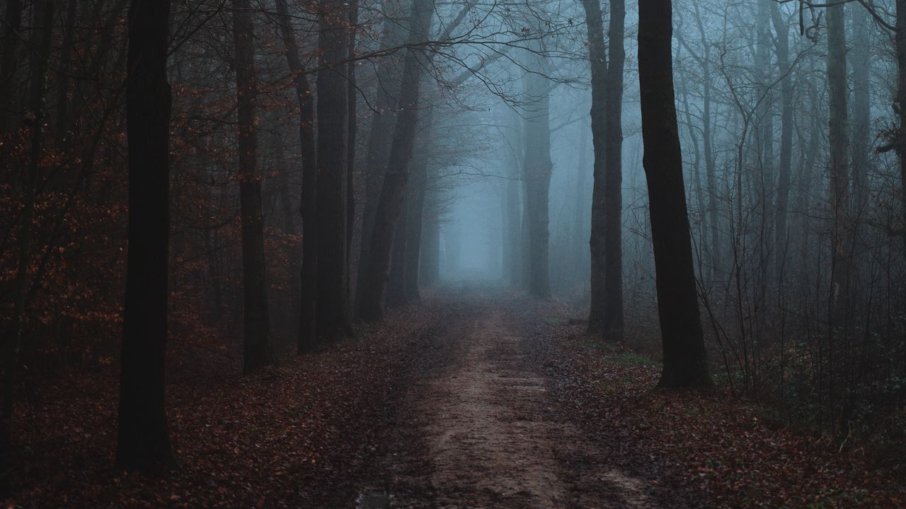 Обои лес, туман, дорога, осень, пейзаж