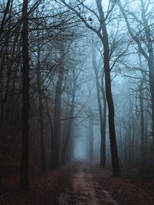 Превью обои лес, туман, дорога, осень, пейзаж