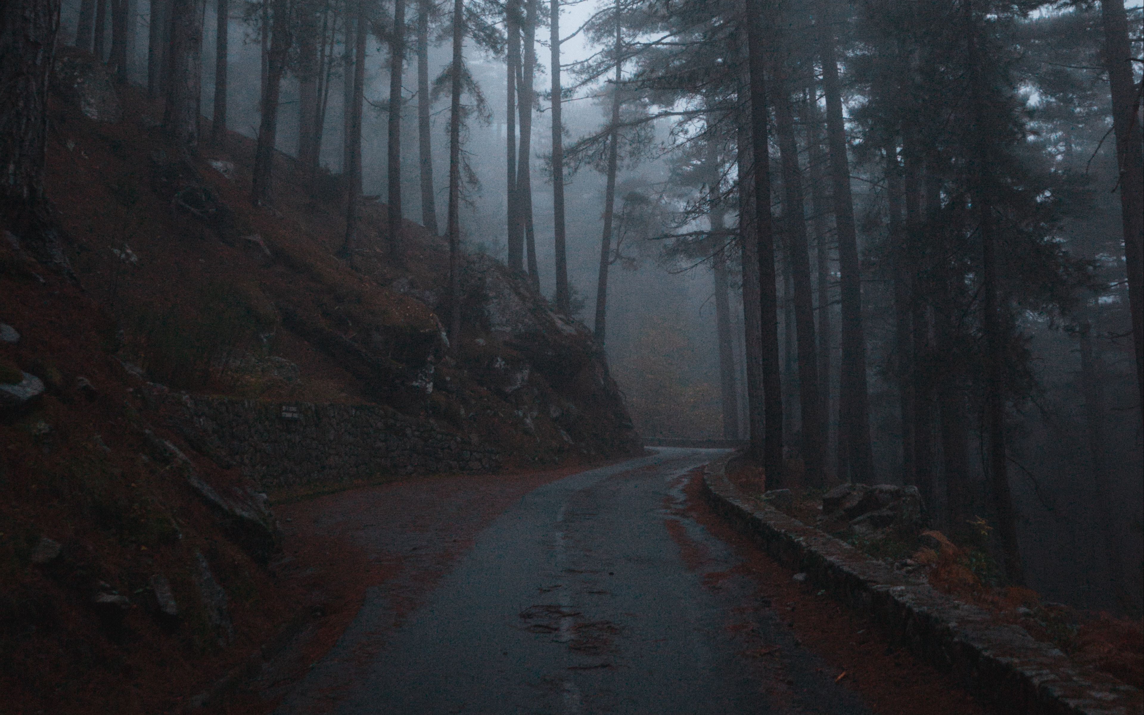 Лес туман дорога