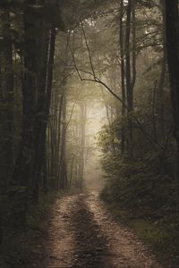 Превью обои лес, туман, дорога, природа