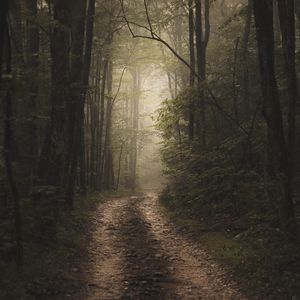 Превью обои лес, туман, дорога, природа