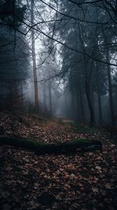 Превью обои лес, туман, дорожка, осень, природа