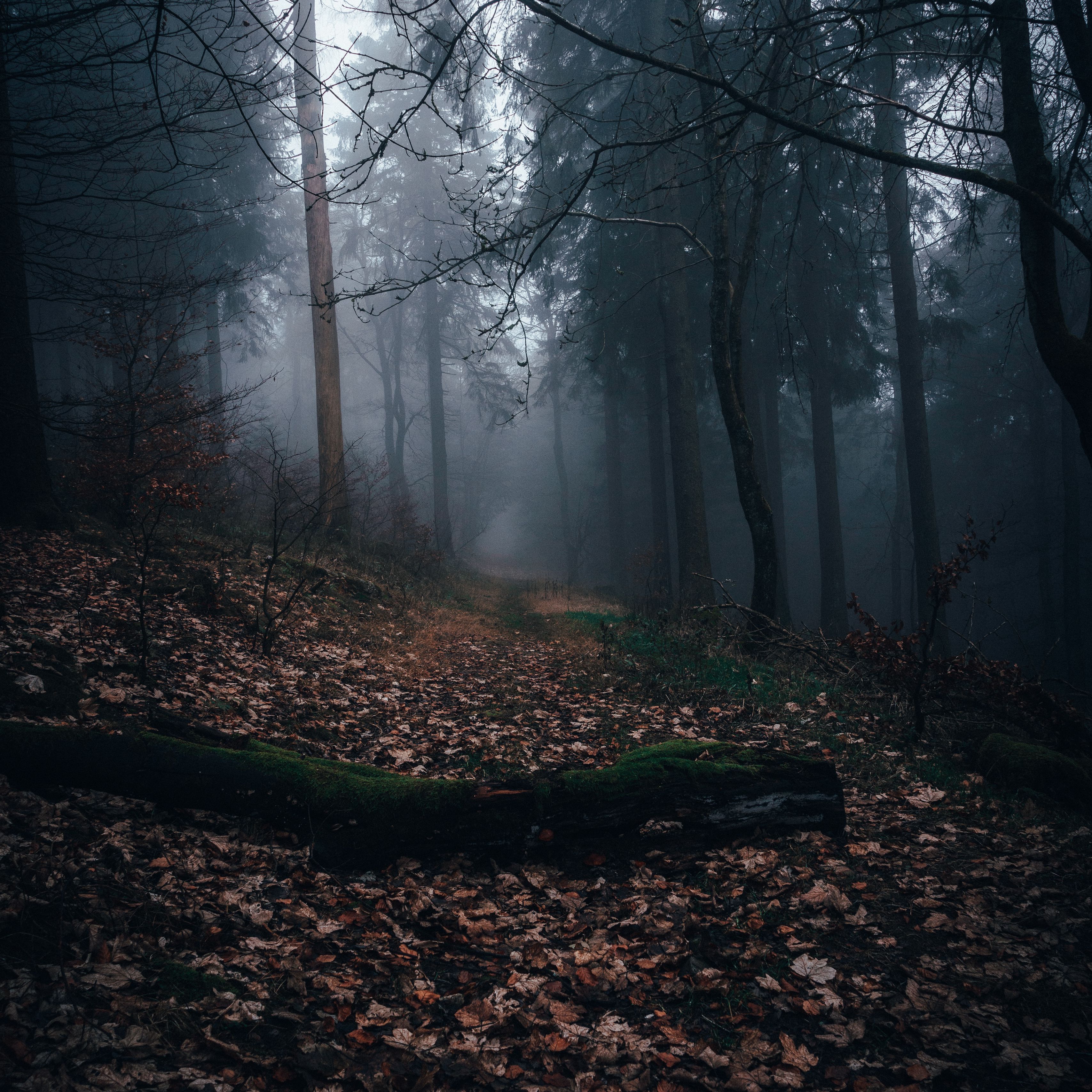 Полна тайн сумрачная. Мрачный лес. Лес в тумане. Лес тёмный мрачный. Мрачный пейзаж.