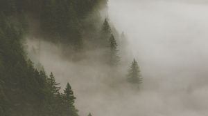 Превью обои лес, туман, дым, деревья