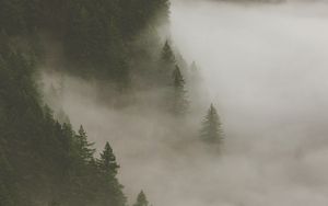 Превью обои лес, туман, дым, деревья