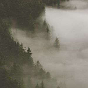 Превью обои лес, туман, дым, деревья