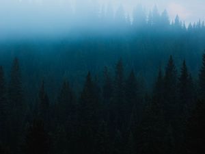 Превью обои лес, туман, ель, деревья, мрак