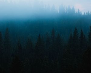 Превью обои лес, туман, ель, деревья, мрак