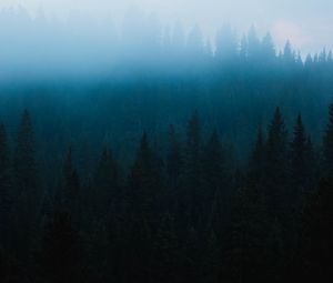 Превью обои лес, туман, ель, деревья, мрак