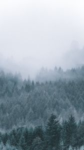 Превью обои лес, туман, мгла, деревья, хвойный