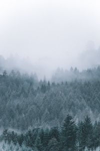 Превью обои лес, туман, мгла, деревья, хвойный