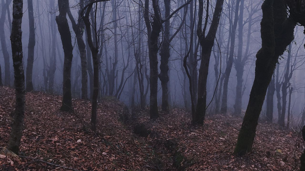 Обои лес, туман, мгла, деревья