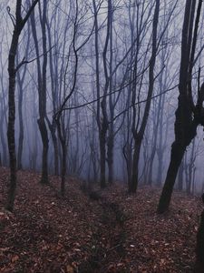 Превью обои лес, туман, мгла, деревья