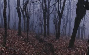 Превью обои лес, туман, мгла, деревья