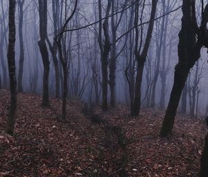 Превью обои лес, туман, мгла, деревья