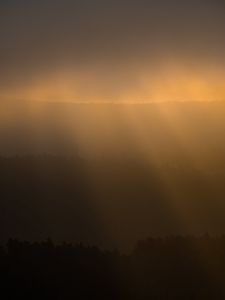 Превью обои лес, туман, мрак, солнечный свет, темный