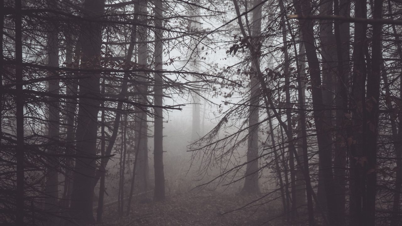 Обои лес, туман, мрак, деревья