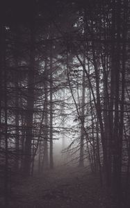 Превью обои лес, туман, мрак, деревья