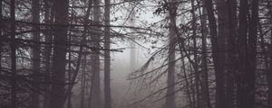 Превью обои лес, туман, мрак, деревья