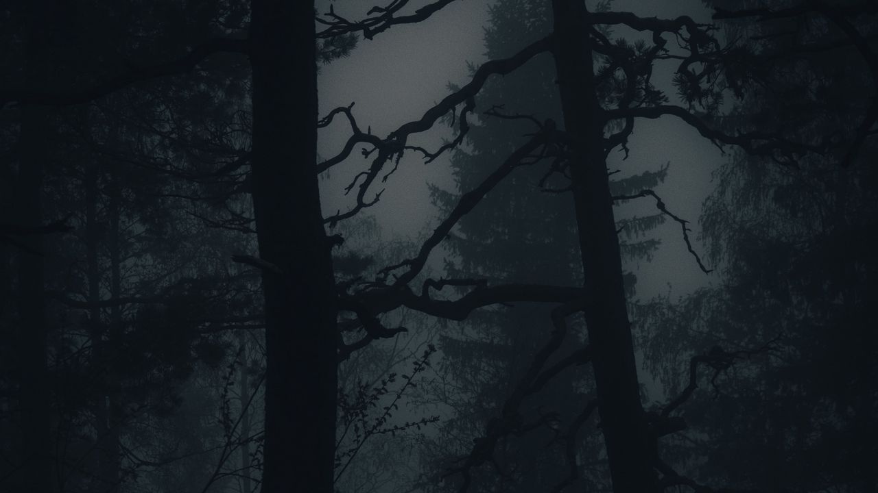 Обои лес, туман, мрак, деревья, темный