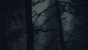 Превью обои лес, туман, мрак, деревья, темный