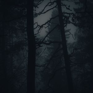 Превью обои лес, туман, мрак, деревья, темный