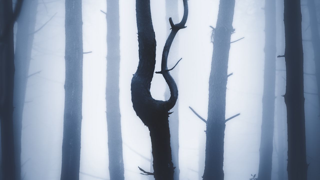 Обои лес, туман, ночь, стволы