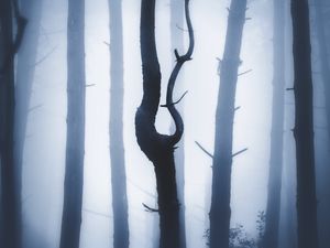 Превью обои лес, туман, ночь, стволы