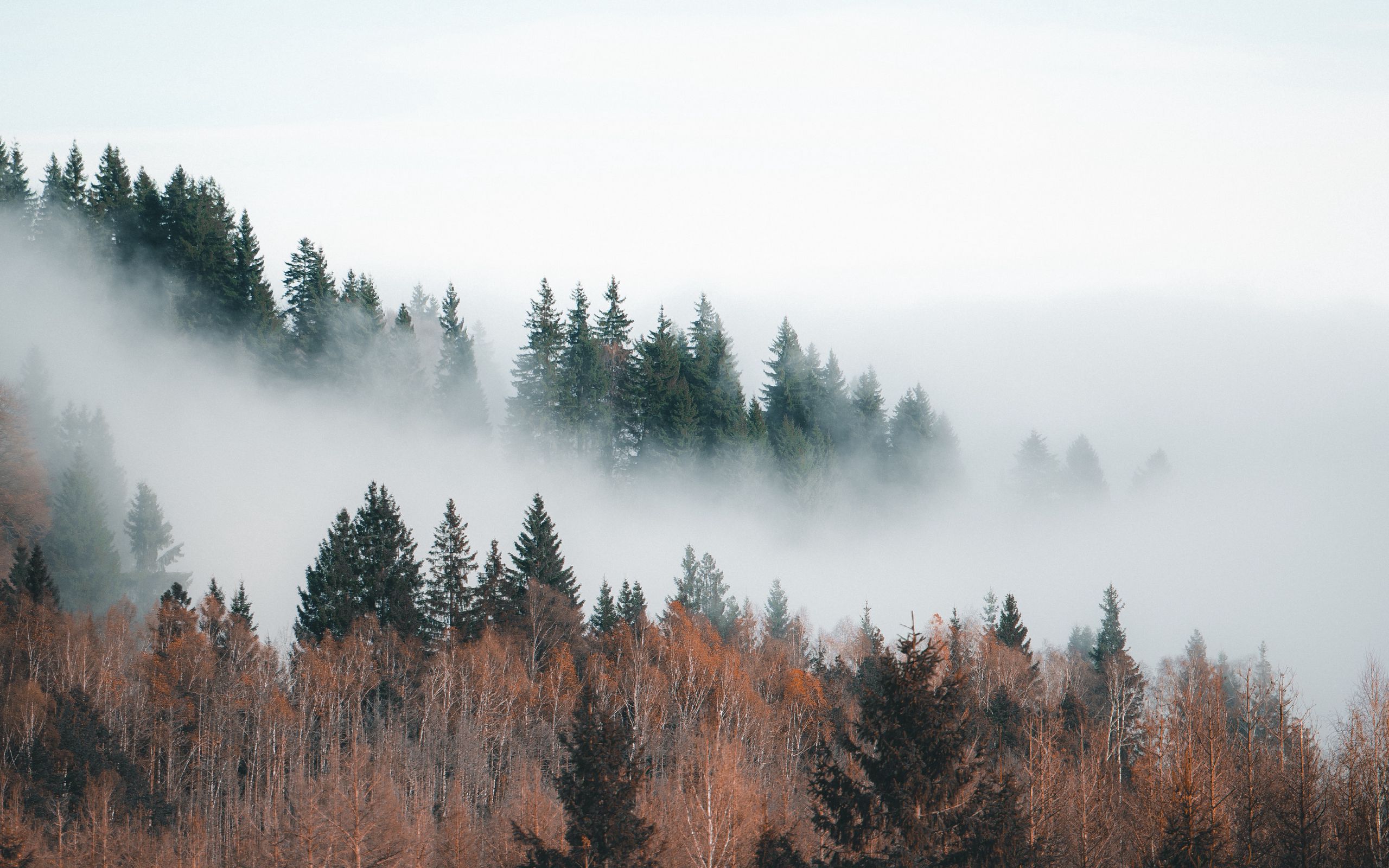 Туман В Лесу