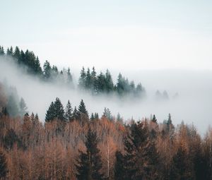 Превью обои лес, туман, облака, деревья, пейзаж