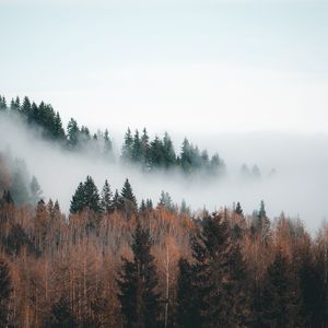 Превью обои лес, туман, облака, деревья, пейзаж