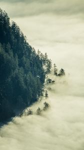 Превью обои лес, туман, облака, деревья