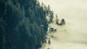 Превью обои лес, туман, облака, деревья